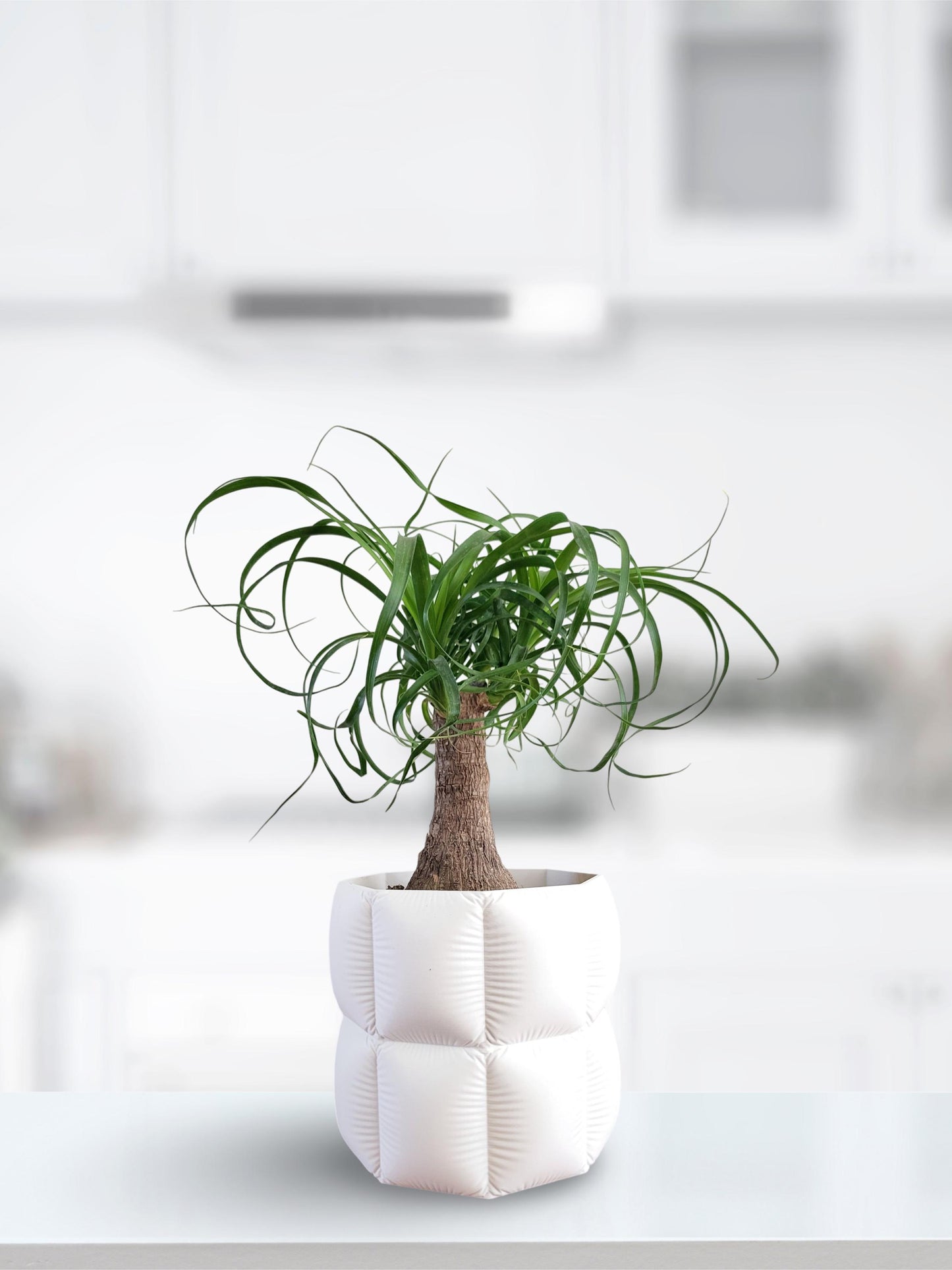 Pillow Planter - Cushion House Pot For Plants